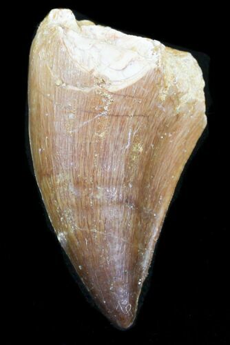 Mosasaur (Prognathodon) Tooth #32294